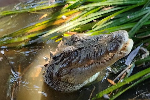 Litchfield Park Adventures And Jumping Crocodile Cruise + Butterfly Farm - Perths Hotel 4