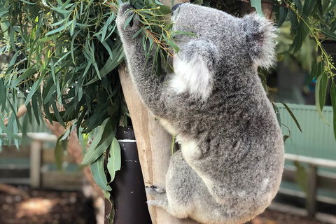 Private Blue Mountains And Wildlife Park Tour From Sydney With Barbecue Lunch - Perths Hotel 0
