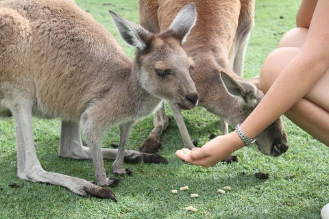 Pinnacles Desert, Koalas And Sandboarding 4WD Day Tour From Perth - Perths Hotel 1
