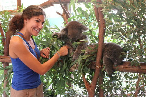 Pinnacles Desert, Koalas And Sandboarding 4WD Day Tour From Perth - Perths Hotel 5