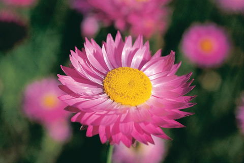 Best Of Perth Wildflower Season Day Trip - Perths Hotel 5
