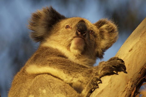 After Hours Electric Fatbike Tour In Kangaroo Island - Perths Hotel 2