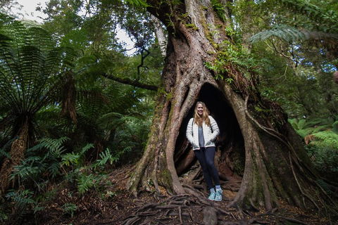 Great Ocean Road Small-Group Ecotour From Melbourne - Perths Hotel 4