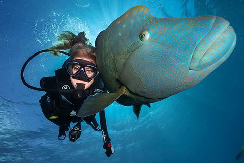 Great Barrier Reef Snorkeling And Diving Cruise From Cairns - Perths Hotel 0
