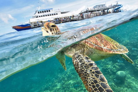 Scenic Helicopter Flight To Moore Reef And Return Snorkeling Cruise From Cairns - Perths Hotel 0