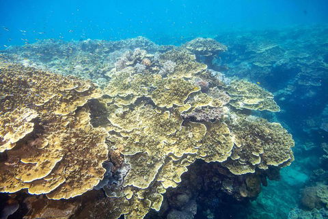 Scenic Helicopter Flight To Moore Reef And Return Snorkeling Cruise From Cairns - Perths Hotel 2