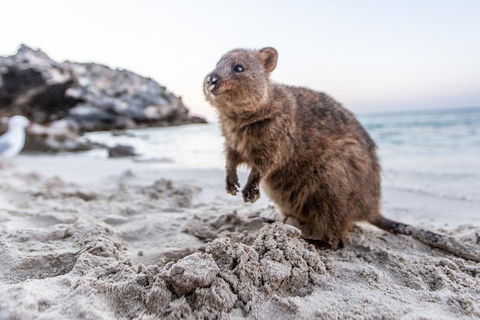 Fremantle To Rottnest Island Roundtrip Ferry Ticket - Perths Hotel 1