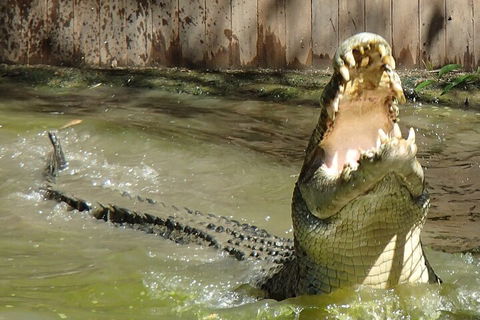 Hartley's Crocodile Adventures Day Trip From Palm Cove - Perths Hotel 3