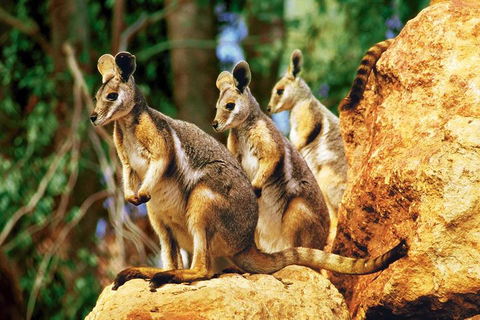 Sydney Harbour Hop On Hop Off Cruise With Taronga Zoo Entry - Perths Hotel 4