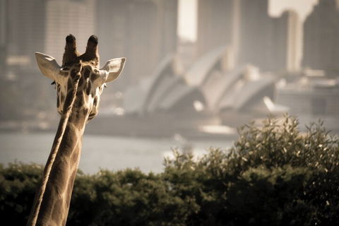 Sydney Harbour Hop On Hop Off Cruise With Taronga Zoo Entry - Perths Hotel 5