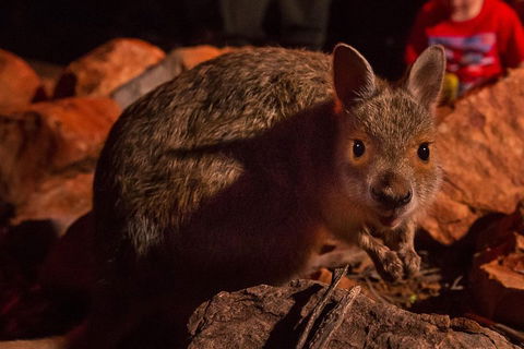 Alice Springs Desert Park Nocturnal Tour - Perths Hotel 3