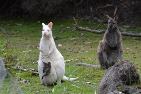 Full-Day Guided Bruny Island Tour From Hobart - Perths Hotel 0