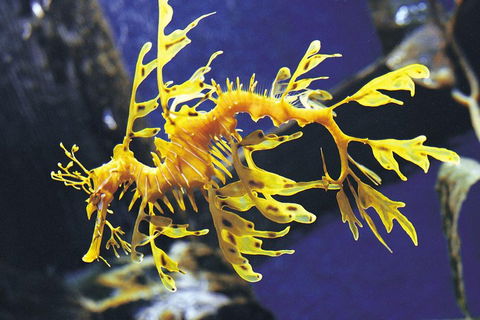SEA LIFE Melbourne Aquarium Admission Ticket - Perths Hotel 0