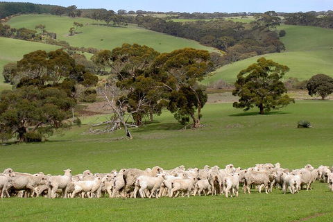 Kangaroo Island Luxury Small Group 'Island Life' Full Day Tour - Perths Hotel 1