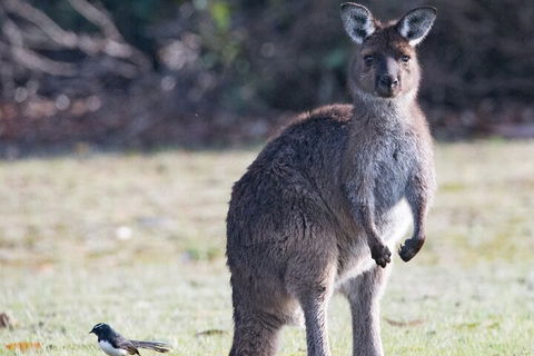 Kangaroo Island Luxury Small Group 'Island Life' Full Day Tour - Perths Hotel 2