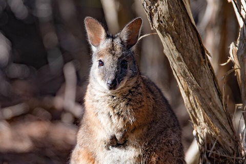 Kangaroo Island Luxury Small Group 'Island Life' Full Day Tour - Perths Hotel 3