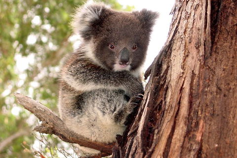 Kangaroo Island Luxury Small Group 'Island Life' Full Day Tour - Perths Hotel 4