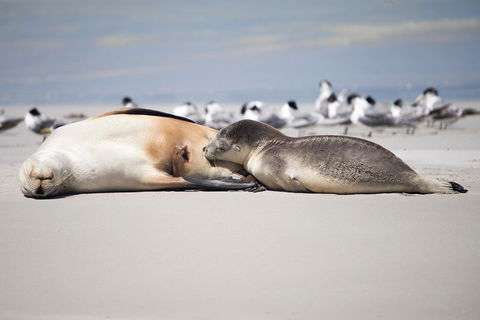 Kangaroo Island Luxury Small Group 'Island Life' Full Day Tour - Perths Hotel 5