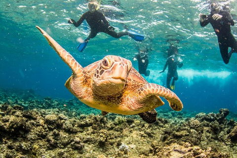 Great Barrier Reef Diving And Snorkeling Cruise From Cairns - Perths Hotel 3