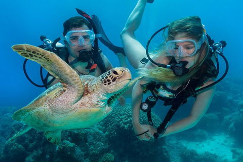 Great Barrier Reef Diving And Snorkeling Cruise From Cairns - Perths Hotel 4