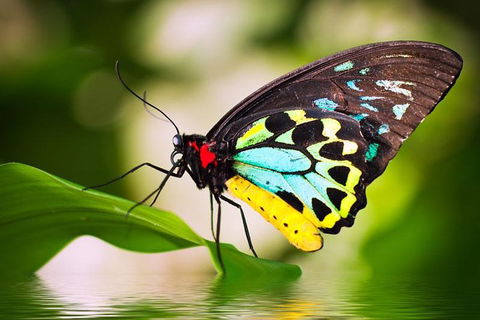 Australian Butterfly Sanctuary - Perths Hotel 4