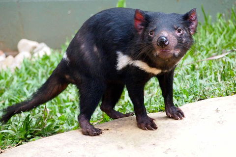 Kuranda Highlights Including Rainforestation Aboriginal Culture And Wildlife - Perths Hotel 3