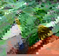 Australian Butterfly Sanctuary- Virtual Interactive Tour With Private Guide - Perths Hotel