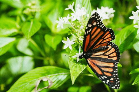 Australian Butterfly Sanctuary- Virtual Interactive Tour With Private Guide - Perths Hotel 4