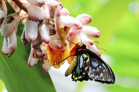 Australian Butterfly Sanctuary- Virtual Interactive Tour With Private Guide - Perths Hotel 5