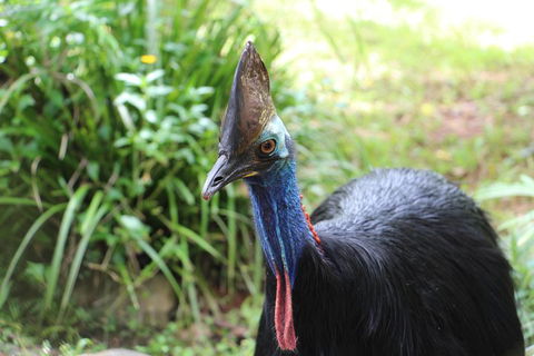 Kuranda Rainforestation Nature Park Ticket (BNP) - Perths Hotel 3