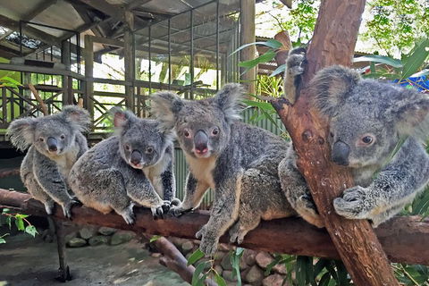 Kuranda Rainforestation Nature Park Ticket (BNP) - Perths Hotel 4