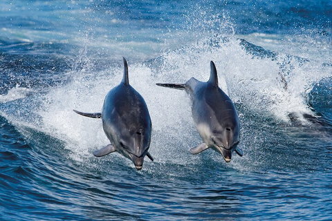 Full-Day Bruny Island Cruises Day Tour From Hobart - Perths Hotel 5