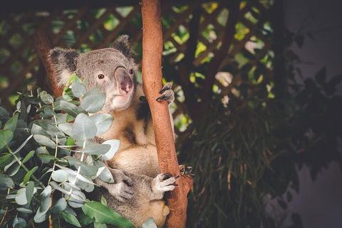 Small-Group Blue Mountains Day Trip From Sydney With Wildlife Park - Perths Hotel 2