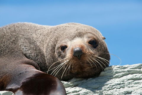 Kangaroo Island 75-Minute Ocean Safari - Perths Hotel 1