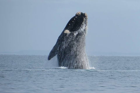 Kangaroo Island 75-Minute Ocean Safari - Perths Hotel 2