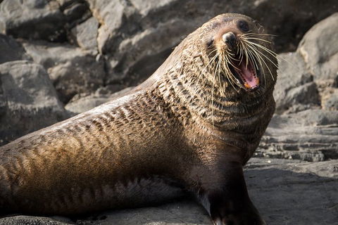 Kangaroo Island 75-Minute Ocean Safari - Perths Hotel 5