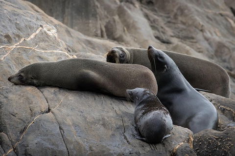 Kangaroo Island Ocean Safari - Snorkeling Safari - Perths Hotel 0