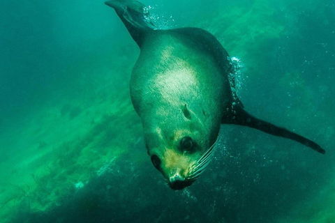 Kangaroo Island Ocean Safari - Snorkeling Safari - Perths Hotel 1