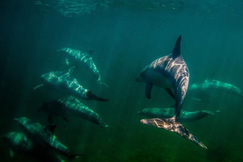 Kangaroo Island Ocean Safari - Snorkeling Safari - Perths Hotel 2