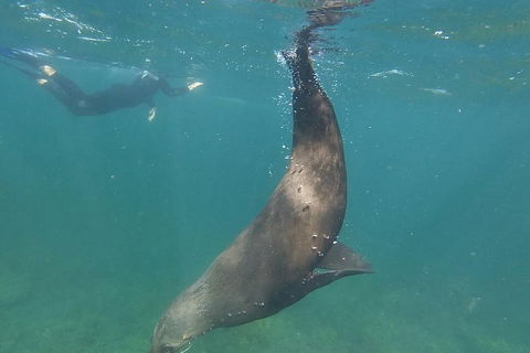 Kangaroo Island Ocean Safari - Snorkeling Safari - Perths Hotel 3