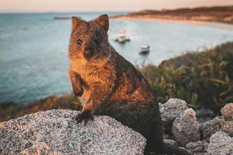 Rottnest Island Roundtrip Fast Ferry From Hillarys Boat Harbour - Perths Hotel 5