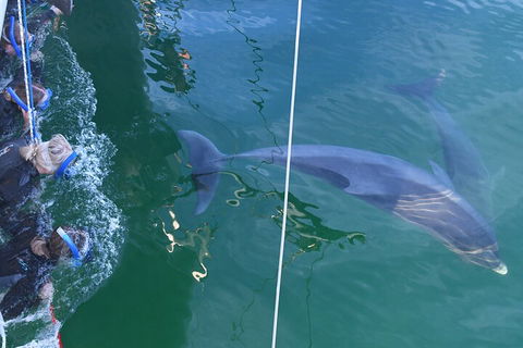 Dolphin Cruise From Adelaide With Optional Dolphin Swim - Perths Hotel 0