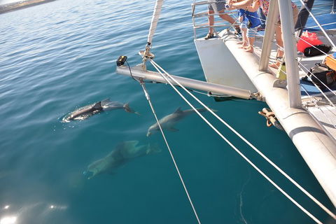 Dolphin Cruise From Adelaide With Optional Dolphin Swim - Perths Hotel 1