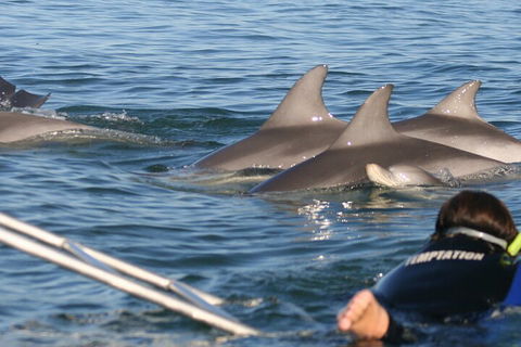 Dolphin Cruise From Adelaide With Optional Dolphin Swim - Perths Hotel 2