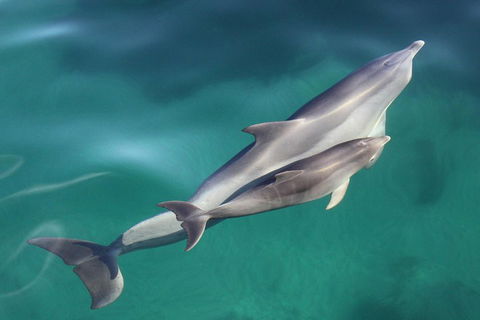 Dolphin Cruise From Adelaide With Optional Dolphin Swim - Perths Hotel 4
