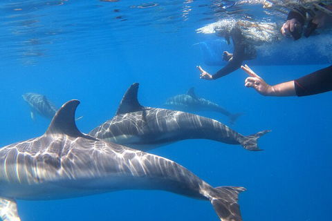 Dolphin Cruise From Adelaide With Optional Dolphin Swim - Perths Hotel 5