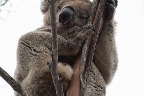 2-Day Kangaroo Island 4WD Small-Group Tour From Adelaide - Perths Hotel 0