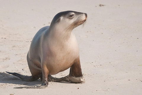 2-Day Kangaroo Island 4WD Small-Group Tour From Adelaide - Perths Hotel 4