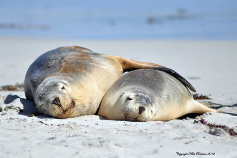NEW TOUR - Kangaroo Island Road To Recovery Tour (1 Day/1 Night) - Perths Hotel 1
