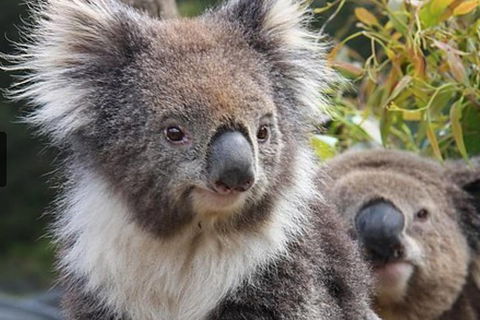 Kuranda Koala Gardens General Entry Ticket - Perths Hotel 1